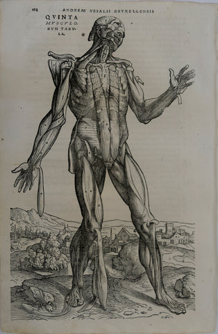 Andreas Vesalius (Flemish, 1514-1564), 184