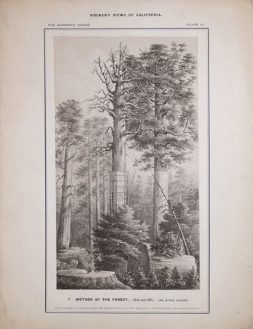 Edward Vischer (1809-1878), Mother of the Forest, (1855 and 1861) and other Groups, Plate IV