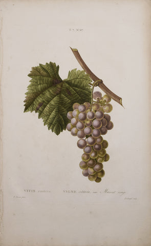 Pancrace Bessa (1772-1835), after, Vigne cultivee Muscat rouge
