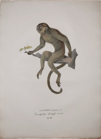 Johann Baptist von Spix (1781-1826), author, Plate XIV, Callithrix cinerascens (The Red or Red Bellied Titi)