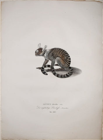 Johann Baptist von Spix (1781-1826), author, Plate XXV, Iacchus albicollis (The Common Marmoset)