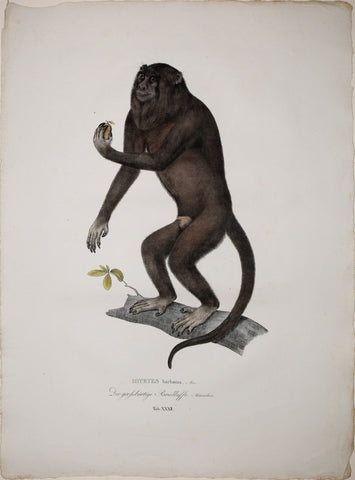 Johann Baptist von Spix (1781-1826), author, Plate XXXII, Mycetes barbatus (The Black Howler)
