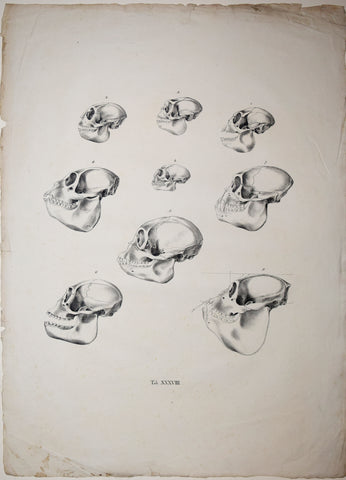 Johann Baptist von Spix (1781-1826), author, Plate  XXXVIII, [Various Skulls of Monkeys]