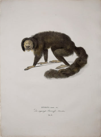 Johann Baptist von Spix (1781-1826), author, Plate X, Pithecia Inusta (The Hairy Saki)