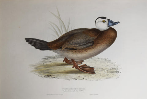 John Gould (1804-1881), White-Headed Duck