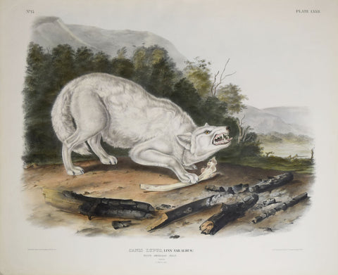 John James Audubon (1785-1851) & John Woodhouse Audubon (1812-1862), White American Wolf Pl. LXXII