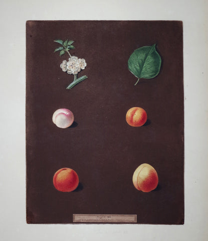 George Brookshaw (1751-1823), White Masculine, Red Masculine, Orange Apricot, Turkish Apricot, Pl XIX