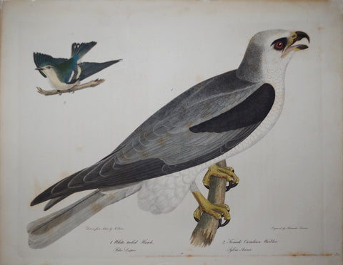 Alexander Wilson (1766-1813), White Tailed Hawk