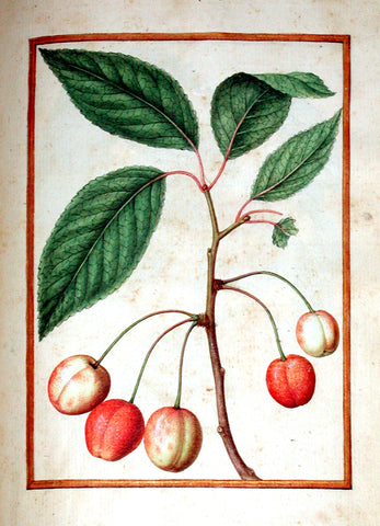 Jacques le Moyne de Morgues (French, ca. 1533-1588), Wild Cherry