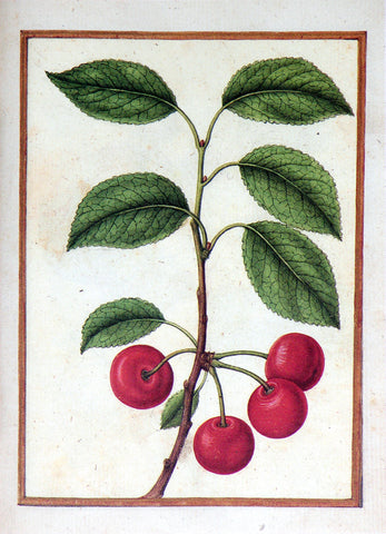 Jacques le Moyne de Morgues (French, ca. 1533-1588), Wild Cherry