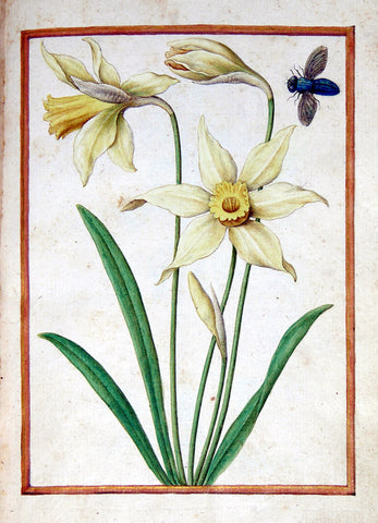 Jacques le Moyne de Morgues (French, ca. 1533-1588), Wild Daffodil and insect