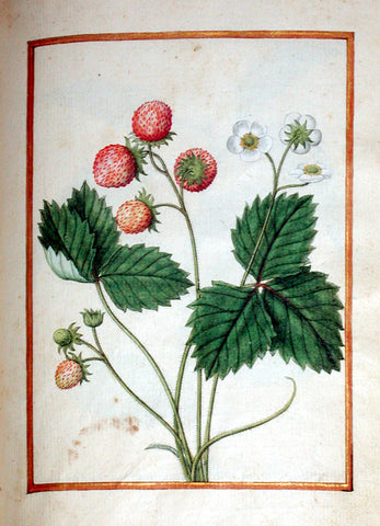 Jacques le Moyne de Morgues (French, ca. 1533-1588), Wild Strawberry
