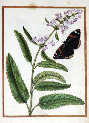 Jacques le Moyne de Morgues (French, ca. 1533-1588), Wild Sage and butterfly