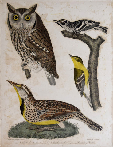 Alexander Wilson (1766-1813), Mottled Owl