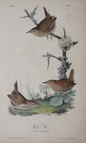 John James Audubon (American, 1785-1851), Pl 121 - Winter Wren