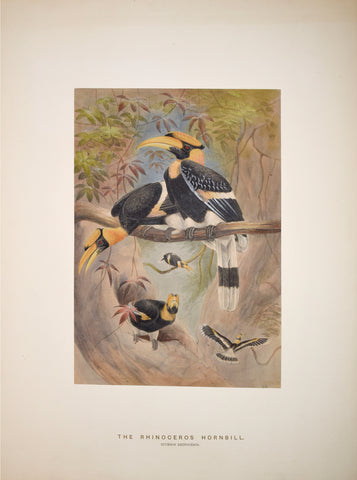 Joseph Wolf (1820-1899), The Rhinoceros Hornbill