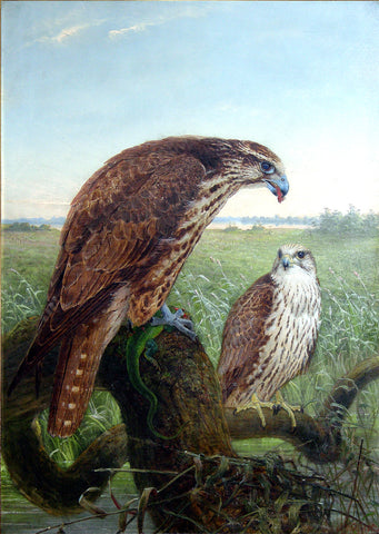 Joseph Wolf (German, 1820-1899), Saker Falcons
