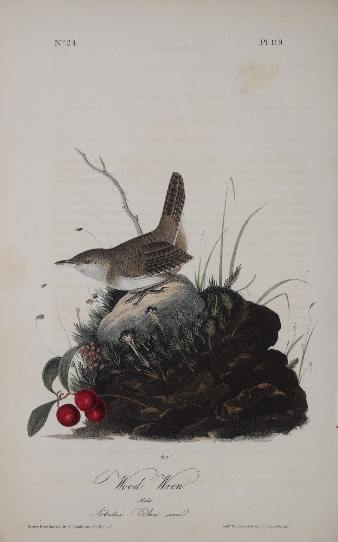 Audubon Prints – tagged 