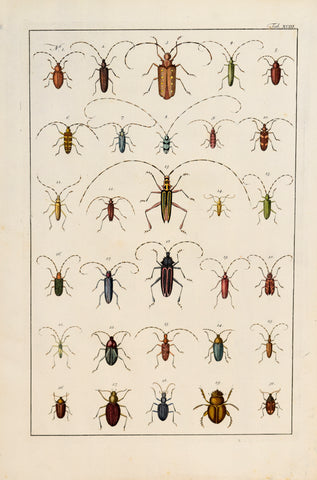 Albertus Seba (1665-1736)  Tab XCIII [Insects]
