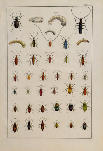 Albertus Seba (1665-1736)  Tab XCII [Insects]