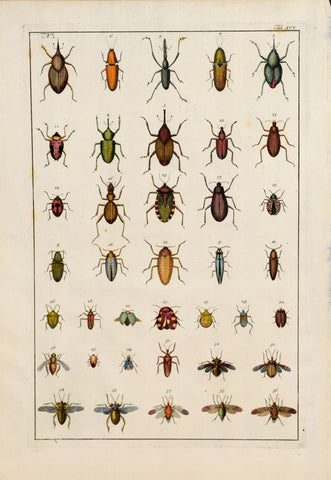 Albertus Seba (1665-1736)  Tab XCV [Insects]