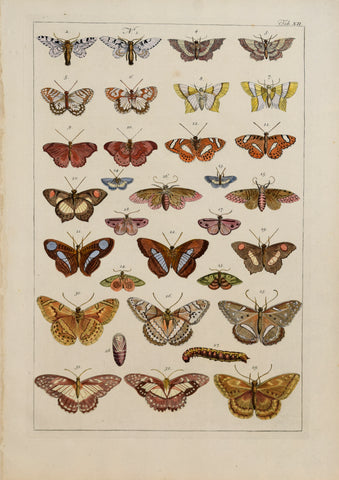 Albertus Seba (1665-1736)  Tab XII [Insects]