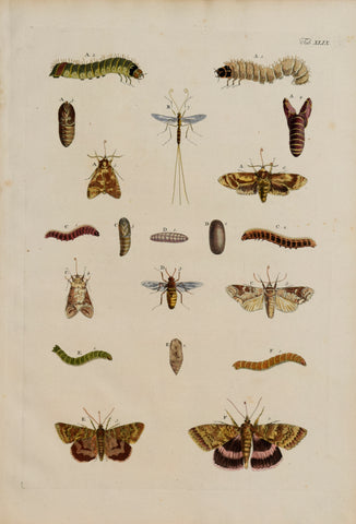 Albertus Seba (1665-1736)  Tab XLIX [Insects]