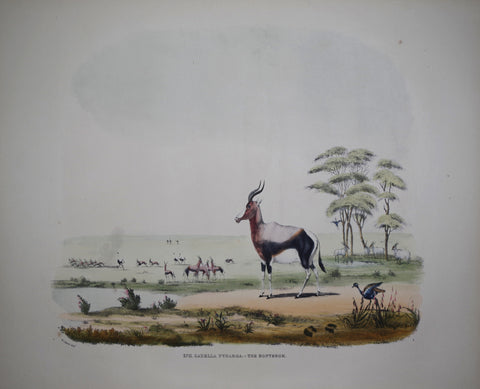 Captain W. Cornwallis Harris (1807-1848), Plate XVII The Bontebok [Antelope]