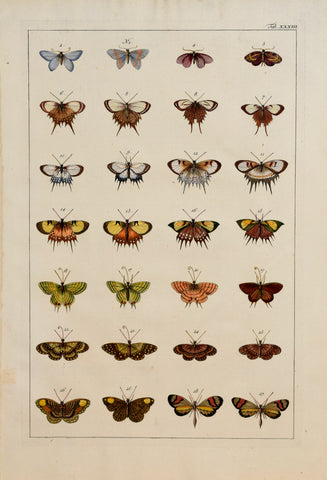Albertus Seba (1665-1736)  Tab XXXIII [Insects]