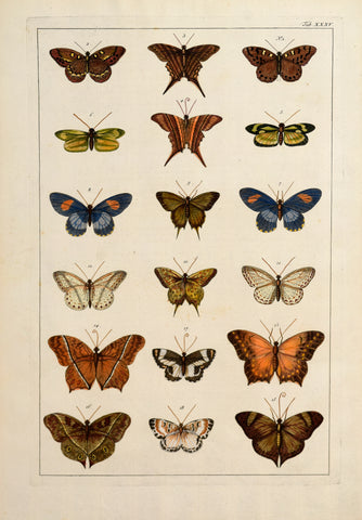 Albertus Seba (1665-1736)  Tab XXXV [Insects]