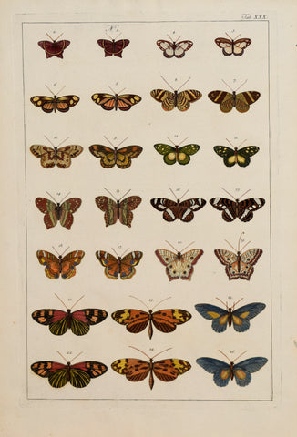 Albertus Seba (1665-1736)  Tab XXX [Insects]