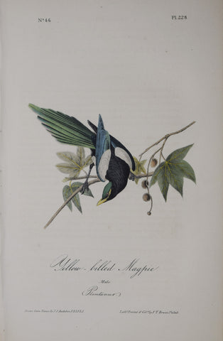 John James Audubon (American, 1785-1851), Pl 228 - Yellow-billed Magpie