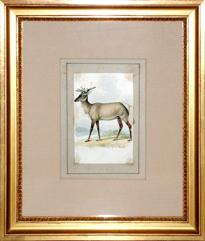 Samuel Howitt (British, 1765-1822) Corvus Wapita - young stag