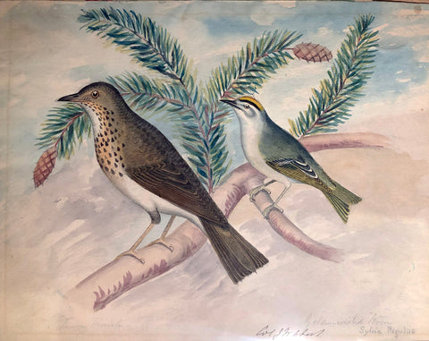 J. W. Abert (American, 1820-1897), Golden-crested Wren and Tawny Thrush