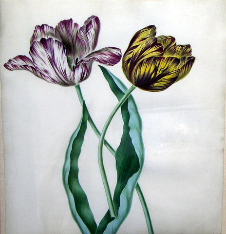 Anonymous, Study of Two Tulips
