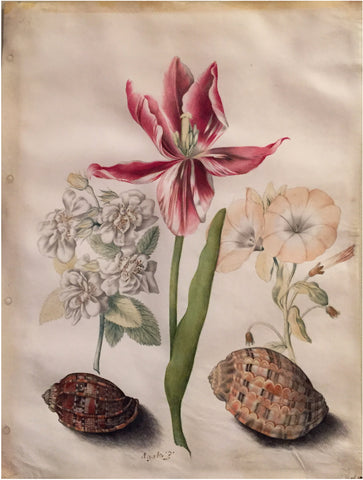 Maria Sibylla Merian (German, 1647-1717), Study of a Tulip, Two Shells and Flowers