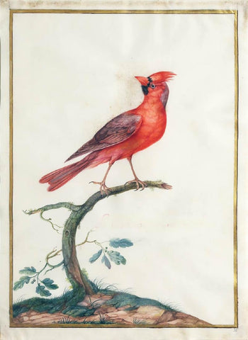 Claude Aubriet (French, 1665-1742), Male Northern Cardinal