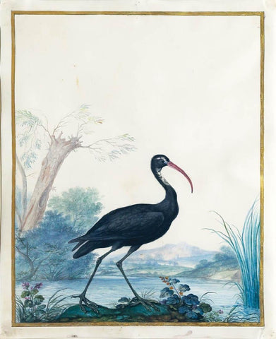 Claude Aubriet (French, 1665-1742), Glossy Ibis