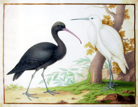 Claude Aubriet (French, 1665-1742), Untitled [Glossy Ibis and Egret]