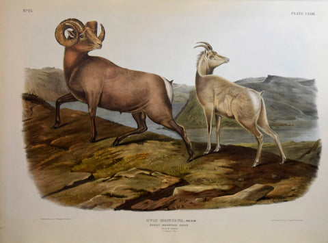 John James Audubon (1785-1851) & John Woodhouse Audubon (1812-1862)  Rocky Mountain Sheep, Plate LXXIII