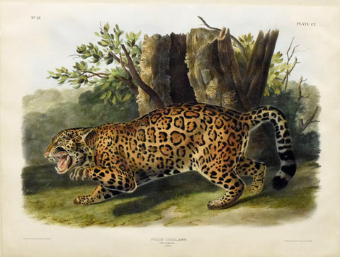 John James Audubon (1785-1851) & John Woodhouse Audubon (1812-1862), The Jaguar, Female Pl. CI