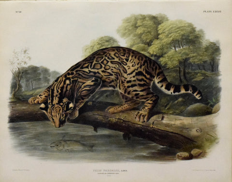 John James Audubon (1785-1851) & John Woodhouse Audubon (1812-1862), Ocelot or Leopard-Cat Pl. LXXXVI