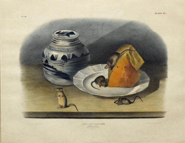 John Woodhouse Audubon、「WOOD RAT」 John Woodhouse Audubon、「WOOD RAT」 John Woodhouse Audubon