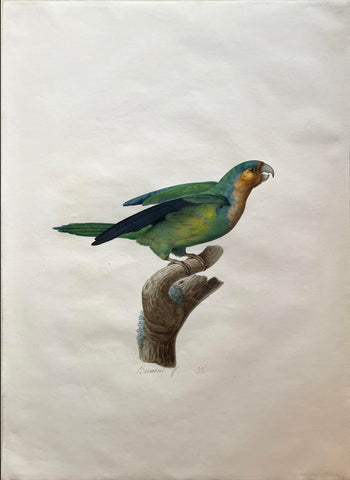 Jacques Barraband (French, 1767-1809), A brown-throated parakeet