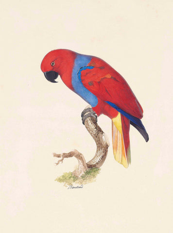Jacques Barraband (French, 1767-1809), Female Eclectus Parrot (Eclectus roratus vosmaeri)