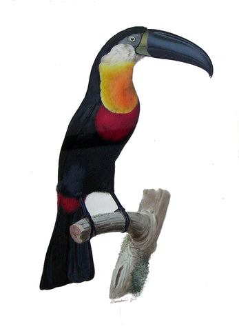 Jacques Barraband (French, 1767-1809), Le Pignancoin, The Channel-Billed Toucan