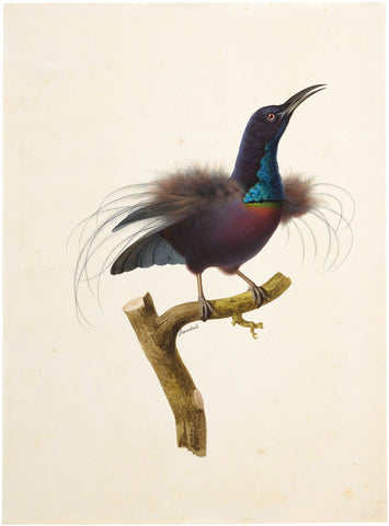 Jacques Barraband (French, 1767-1809), Magnificent Riflebird (Ptiloris Magnificus)