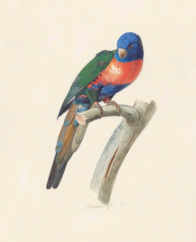 Jacques Barraband (French, 1767-1809), Rainbow Lorikeet (Trichoglossus moluccanus)
