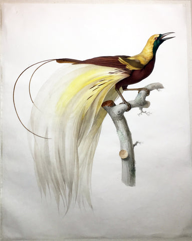 Jacques Barraband (French, 1767-1809), Petit Oiseau de Paradis Emeraude Male