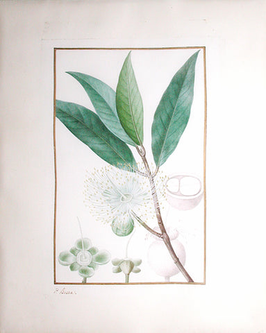 Pancrace Bessa (French, 1772-1846), Eugenie Jamrosade or Rose Apple